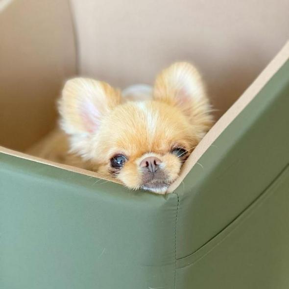 犬があごを乗せてくる気持ちや教え方