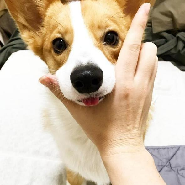 犬があごを乗せてくる気持ちや教え方