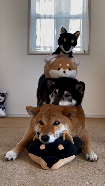 5段