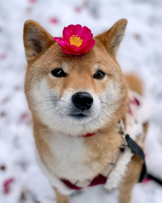 茶柴