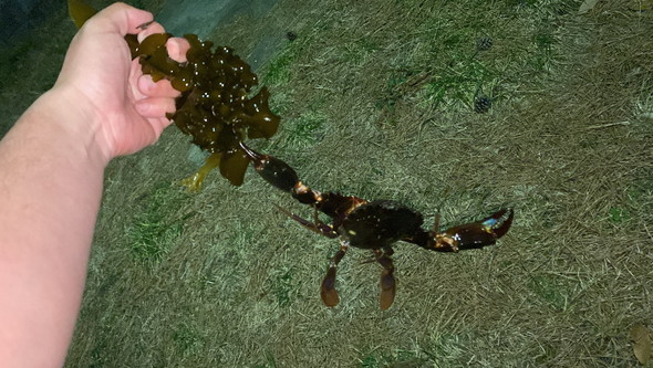 海藻にぶら下がるカニ