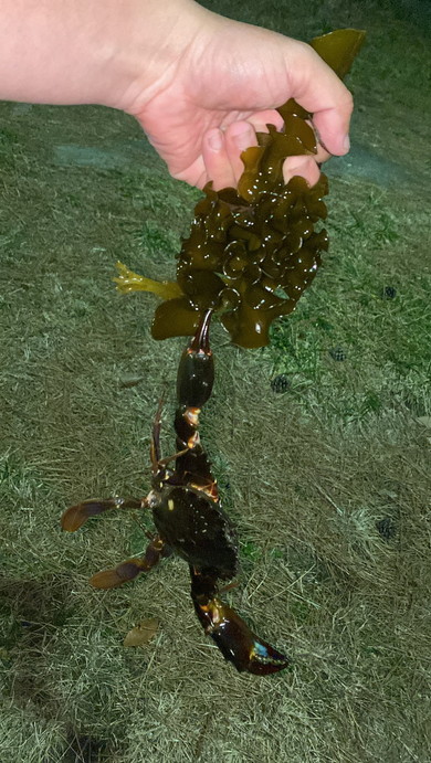 海藻にぶら下がるカニ