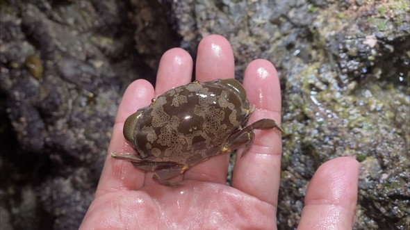 スベスベマンジュウガニ