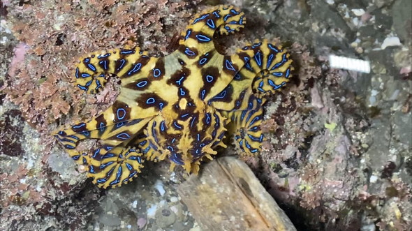 ヒョウモンダコ