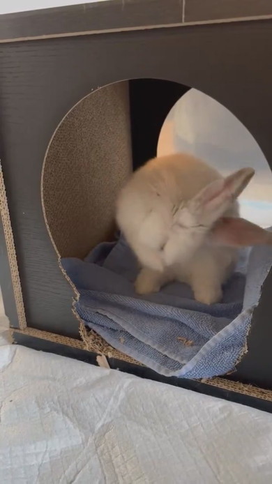 毛繕いをしているウサギさん