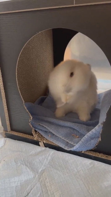 毛繕いをしているウサギさん