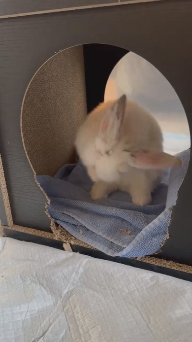 毛繕いをしているウサギさん