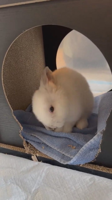 毛繕いをしているウサギさん