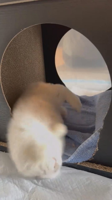 突然倒れるウサギさん