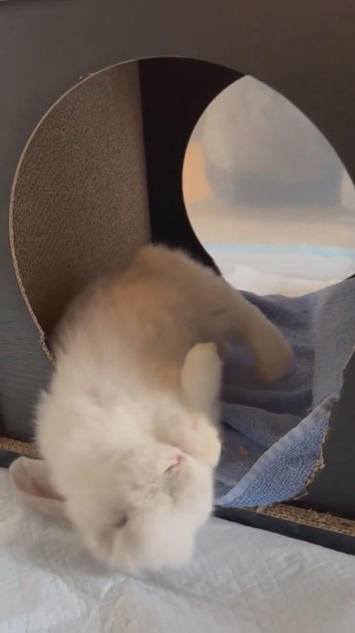 突然倒れるウサギさん