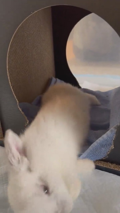 突然倒れるウサギさん