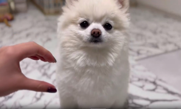 片手でハートを作る飼い主