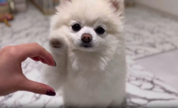 片足を上げるワンコ