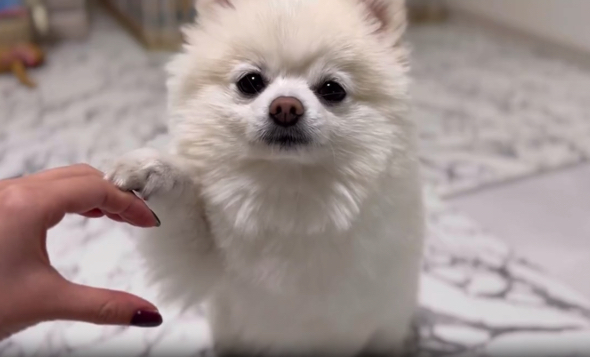 「片思いハート」ポーズを披露するワンコ