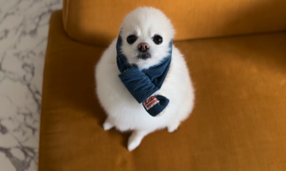 今日のマフラーを選ぶワンコ