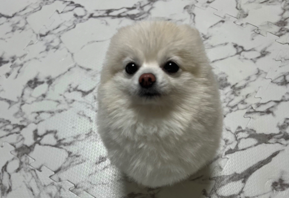 トリミングで毛玉の妖精になったワンコ