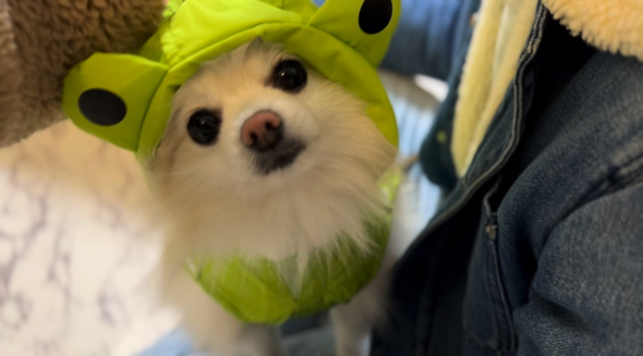 ワンコの雨んぽコーデ