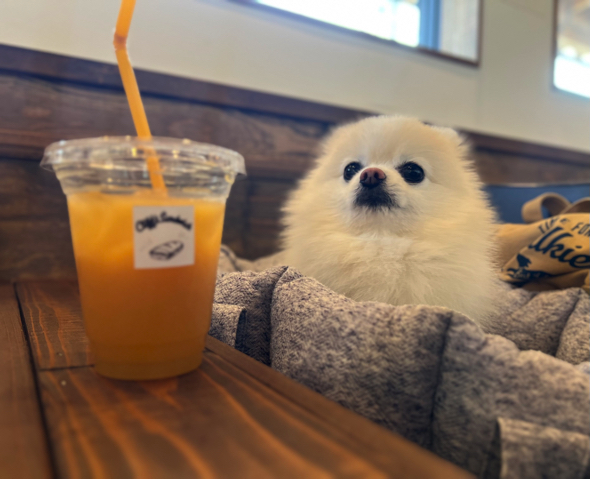 注文の品を待つワンコ