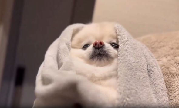 拭かれるワンコ