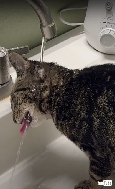 水の飲み方が変な子猫
