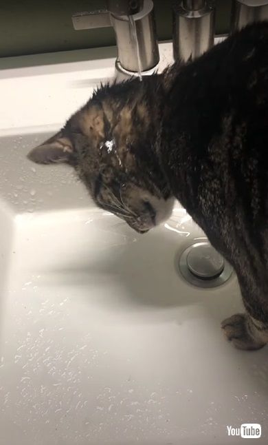 水の飲み方が変な子猫