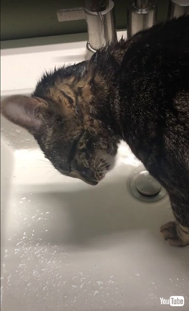 水の飲み方が変な子猫