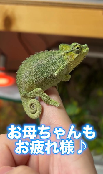 カメレオンの赤ちゃん