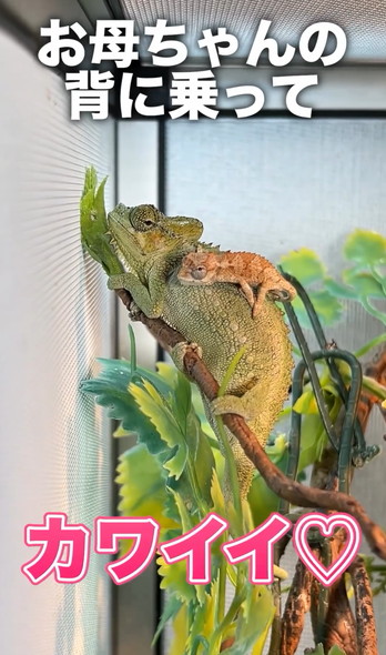 カメレオンの赤ちゃん