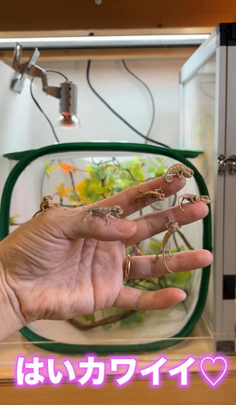 カメレオンの赤ちゃん