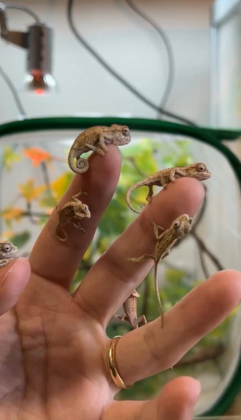 カメレオンの赤ちゃん