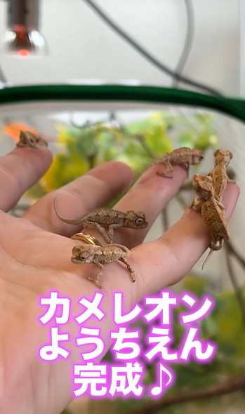 カメレオンの赤ちゃん