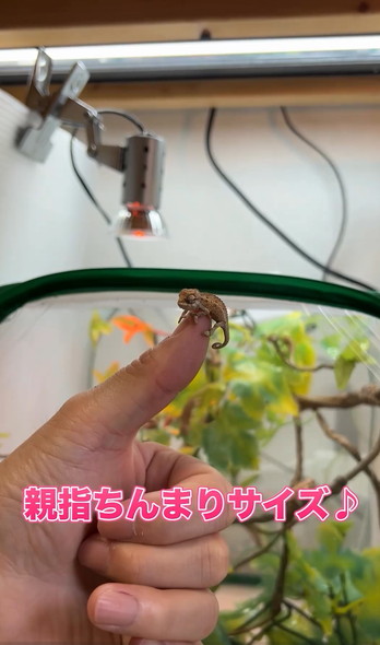 カメレオンの赤ちゃん