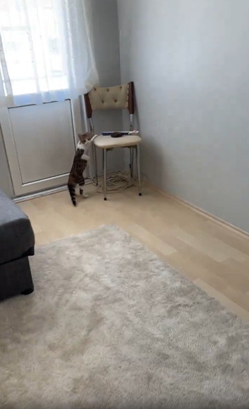 部屋に入って来た猫