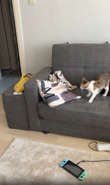 部屋に入って来た猫