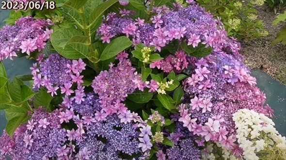 アジサイの冬剪定を徹底解説