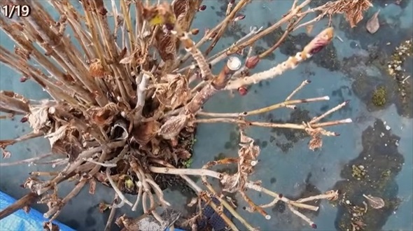 アジサイの冬剪定を徹底解説