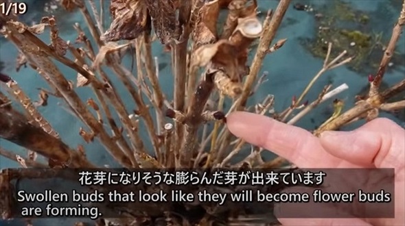 アジサイの冬剪定を徹底解説