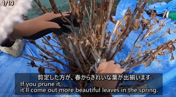 アジサイの冬剪定を徹底解説