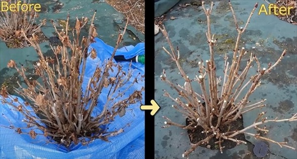 アジサイの冬剪定を徹底解説