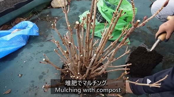 アジサイの冬剪定を徹底解説