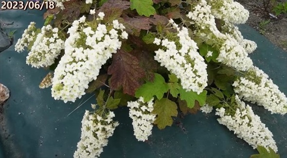 アジサイの冬剪定を徹底解説