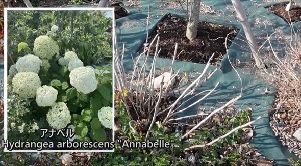 アジサイの冬剪定を徹底解説