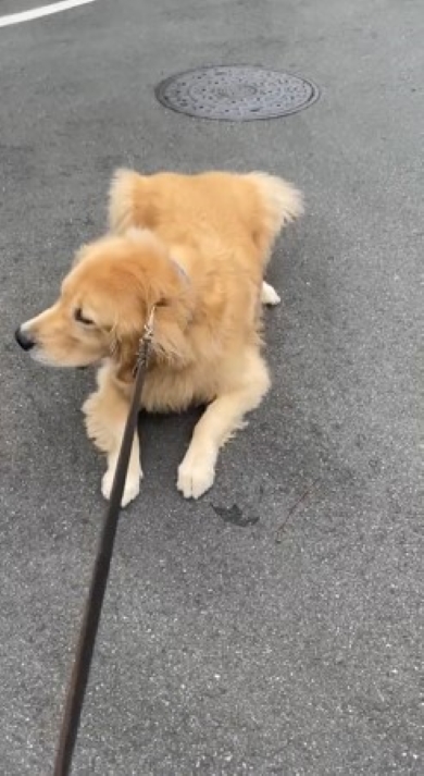 散歩拒否する犬