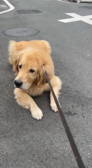 歩こうとしない犬