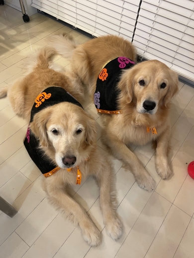 ハロウィーンの仮装をした犬