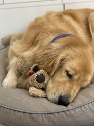 ぬいぐるみを抱いて寝る犬