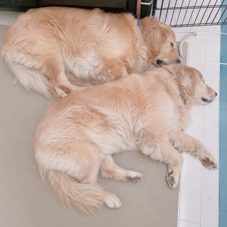 まったり過ごす犬