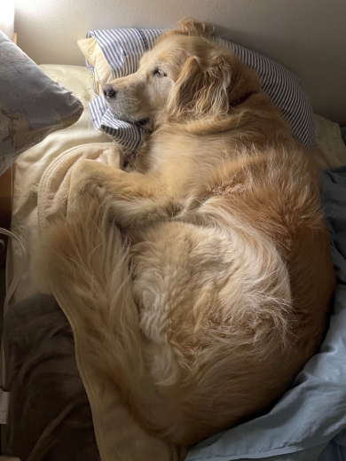 ベッドで寝る犬