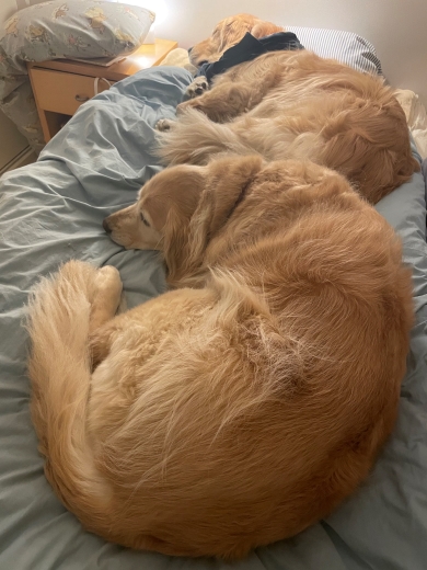 ベッドで寝る犬