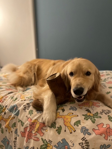 ブーツを抱く犬